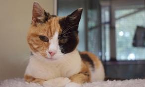 პატრონმა დაკარგული კატა 12 წლის შემდეგ იპოვა