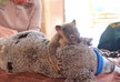 6-month-old koala refuses to leave mom during her surgery - PHOTO