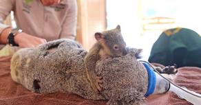 Шестимесячная коала не оставила мать во время операции - ФОТО