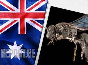 ავსტრალიაში მეცნიერებმა აღმოაჩინეს ფუტკარი, რომელიც გადაშენებული ეგონათ