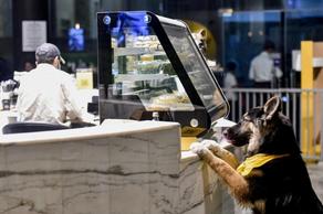 საუდის არაბეთში ძაღლების კაფე გაიხსნა - PHOTO