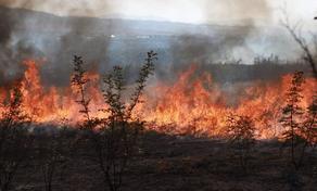 Forest in Tskaltubo Municipality is on fire