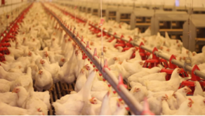 Потери в грузинском производстве мяса птицы