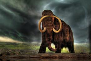 Scientists plan to bring mammoths back to life