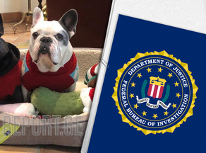 FBI ლედი გაგას ძაღლების გატაცების ძებნაში ჩაერთო