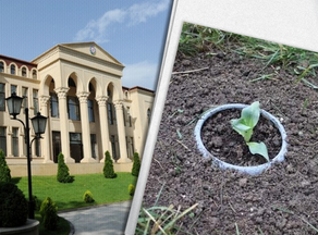 Khari-bulbul flower planted in Embassy of Azerbaijan in Georgia