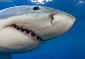 Shark attacked 2 British tourists in Australia