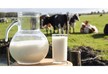 VAT-free production of milk and dairy products