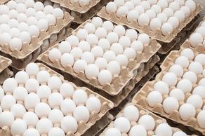Georgia exports eggs of 393.1 thousand USD to Azerbaijan