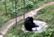 Clever chimp washes clothes for his keeper at Chinese zoo - VIDEO