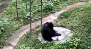 В Китае шимпанзе постирал одежду своей смотрительницы и положил на камень сушиться - ВИДЕО