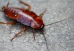 Cockroach found living inside man’s ear after mum lays dozen eggs