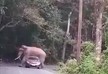 Слон в Таиланде прилег на крышу машины с туристами  - ВИДЕО