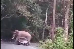 ტაილანდში სპილო მანქანის სახურავზე გაიშხლართა