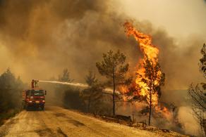 В Турции увеличилось число жертв лесных пожаров