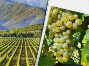 ატენის ვენახების“ ღვინო ევროპაში დაექსპორტება