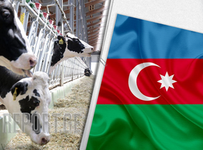 Азербайджан более чем вдвое увеличил импорт живого скота из Грузии