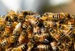 აზერბაიჯანში ფუტკარი მასობრივად იხოცება
