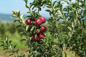 საქართველოში ვაშლის 30 ათასი ტონა სტანდარტული ნაყოფი მოიკრიფება