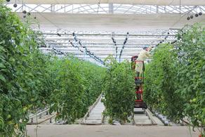 Greenhouse owners to enjoy halved expenses