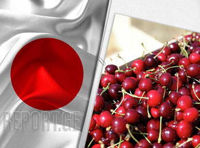 Half a kilogram of cherries sold for $ 10 000 in Japan