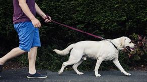 Pet owners may be fined GEL 50 if their pets make noise
