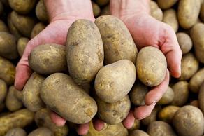 Georgia to harvest about 30  40 thousand tonnes of potato