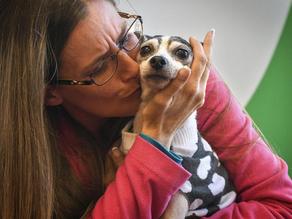 Dog returned to owner 12 years later