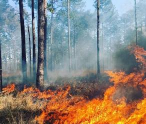 В лесу Кварели вспыхнул пожар