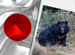 იაპონიაში დათვები ადამიანებს სულ უფრო ხშირად ესხმიან თავს
