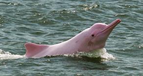 სიამის ყურეში იშვიათი ვარდისფერი დელფინები დააფიქსირეს - VIDEO