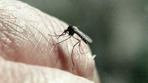 გადააქვთ თუ არა კორონავირუსი კოღოებს?