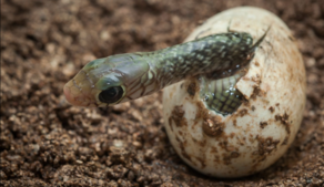 В Зугдиди змея отложила яйца в детской спальне