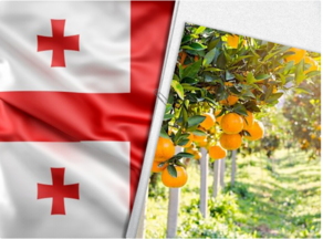 Armenia, Russia and Azerbaijan: Largest importers of Georgian citrus fruit