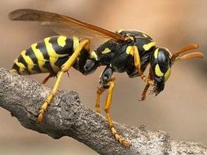 Man dies after being stung by bee in Georgia's Samegrelo region