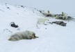 Far-north Russian village overrun by polar bears