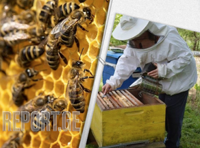 წელს ფუტკრის ოჯახების თითქმის 70% განადგურდა