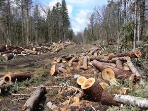 სექტემბერში ხე-ტყის უკანონო ჭრისა და ტრანსპორტირების 261 ფაქტი გამოავლინეს