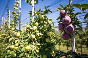 Apple harvest decreases due to bad weather