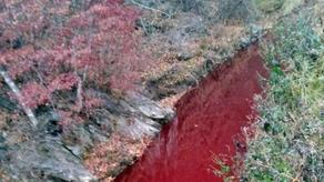 სამხრეთ კორეაში მდინარე ღორების სისხლმა გააწითლა