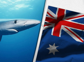 ავსტრალიაში დრონის ოპერატორმა სერფინგის მოყვარული ზვიგენის თავდასხმას გადაარჩინა - VIDEO
