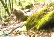 Camera trap captures gray wolf in Lagodekhi Protected Area  - VIDEO