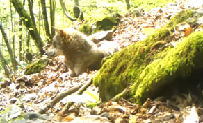 Camera trap captures gray wolf in Lagodekhi Protected Area  - VIDEO