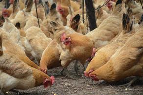 Грузия экспортировала в Азербайджан 1,2 тонн живых домашних кур