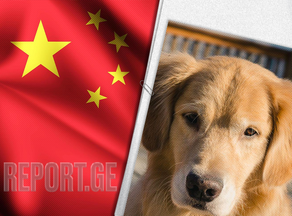 ჩინეთის ზოოპარკში ძაღლს ლომად ასაღებდნენ