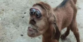 ეგვიპტეში მაიმუნის სახიანი თიკანი დაიბადა - VIDEO