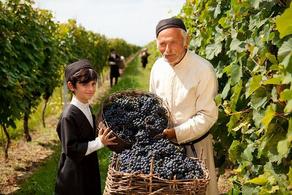 Правительство Грузии просубсидирует сбор винограда