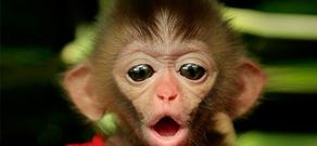 ფინელი მეცნიერები: მაიმუნებს ჯუნგლების ხმაურს ავტომანქანის მუხრუჭის ხმა ურჩევნიათ