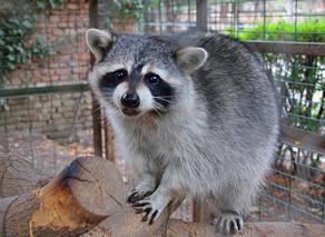 Raccoon killed in Germany after being spotted in 'drunken' state-VIDEO