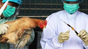 Bird flu outbreak in the Philippines